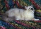 Ragdoll kittens for sale Kentucky
